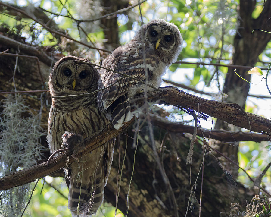 Birds #128 Photograph by Karen Hart - Pixels