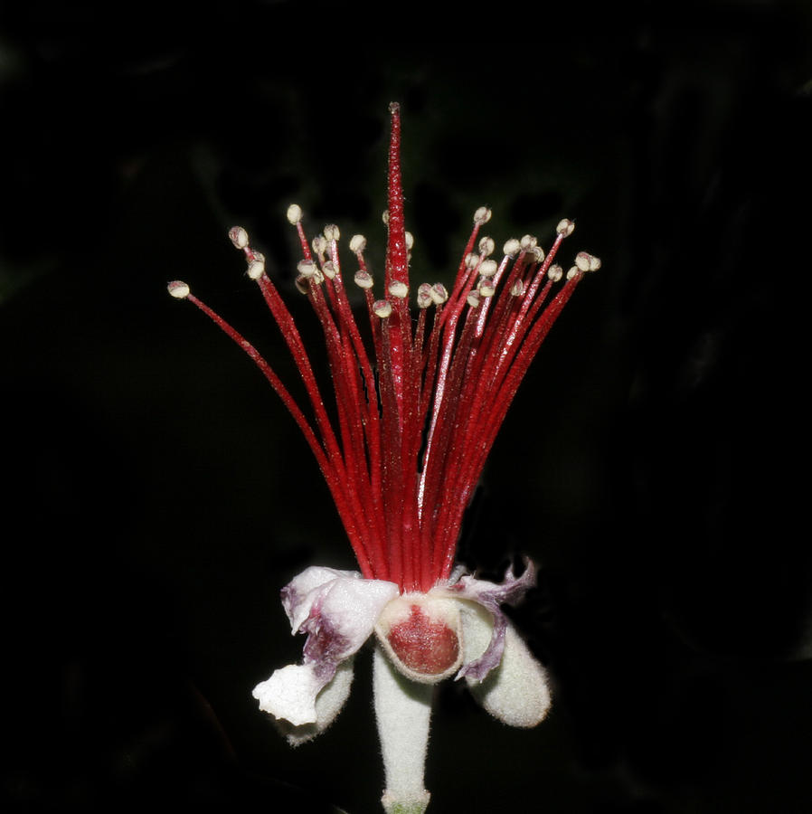 Flower Photograph by Masami Iida