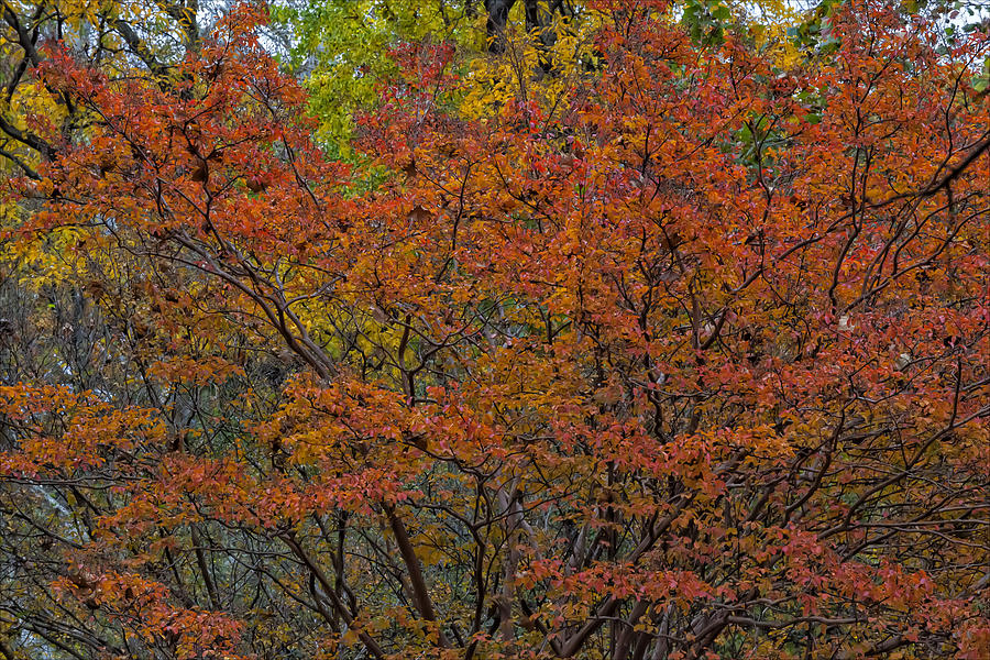 Fall Foliage #129 Photograph by Robert Ullmann