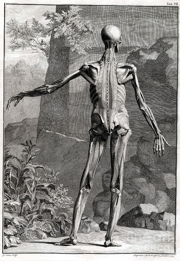 Science Photograph - 18th Century Anatomical Engraving #13 by Science Source