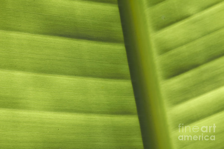 Abstract by Tony Cordoza Abstract by Tony Cordoza