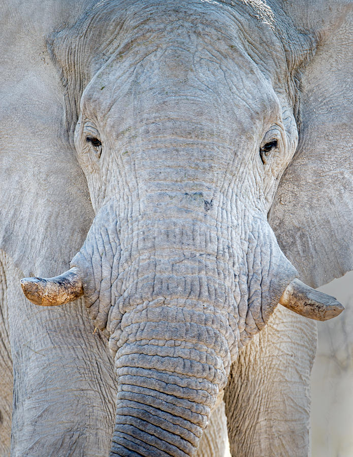Wildlife Photograph - African Elephant Loxodonta Africana #13 by Panoramic Images