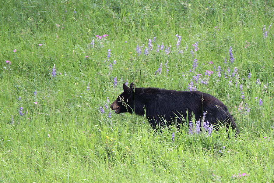 American Black Bear Yellowstone USA #13 Photograph by Bob Savage