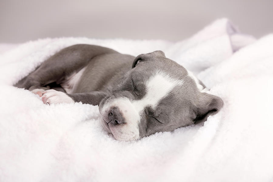 American Pitbull Puppy #13 Photograph by Peter Lakomy
