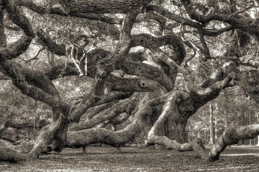 Tree Photograph - Angel Oak Live Oak Tree #13 by Dustin K Ryan