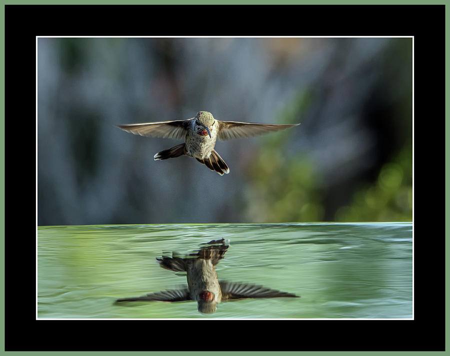 Annas Hummingbird #14 Photograph by Tam Ryan