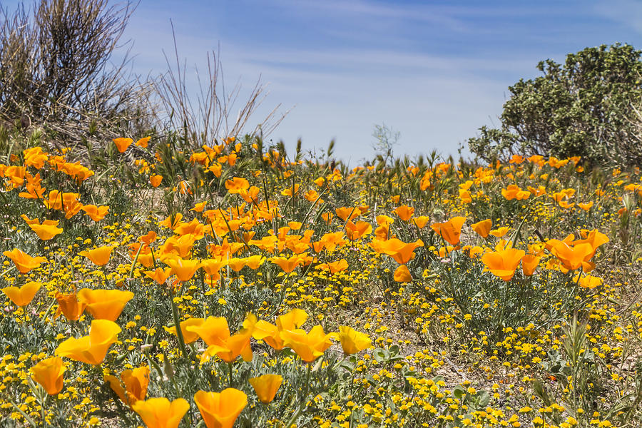 Antelope Valley Poppy Reserve #13 Photograph by Beth Taylor