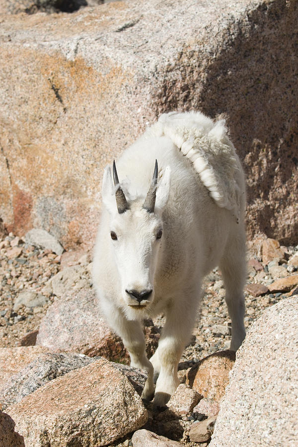 Baby Mountain Goats on Mount Evans #13 Photograph by Steven Krull