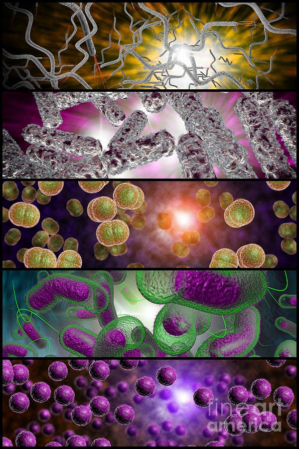 Bacteria Infection Collage Photograph By Ezume Images Pixels