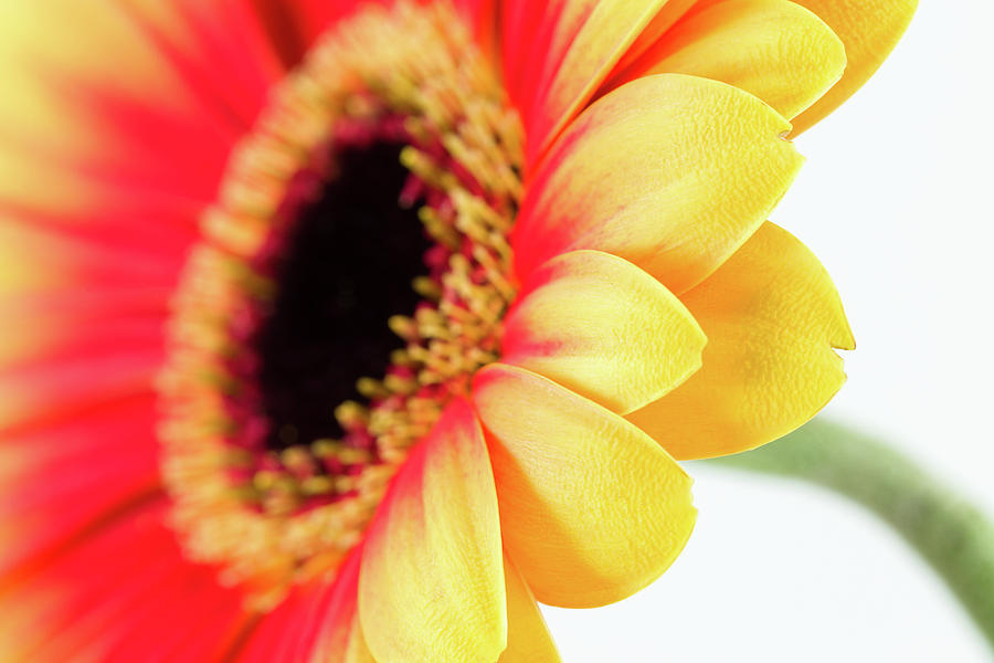 Beautiful Yellow And Red Gerbera Flower Photograph by