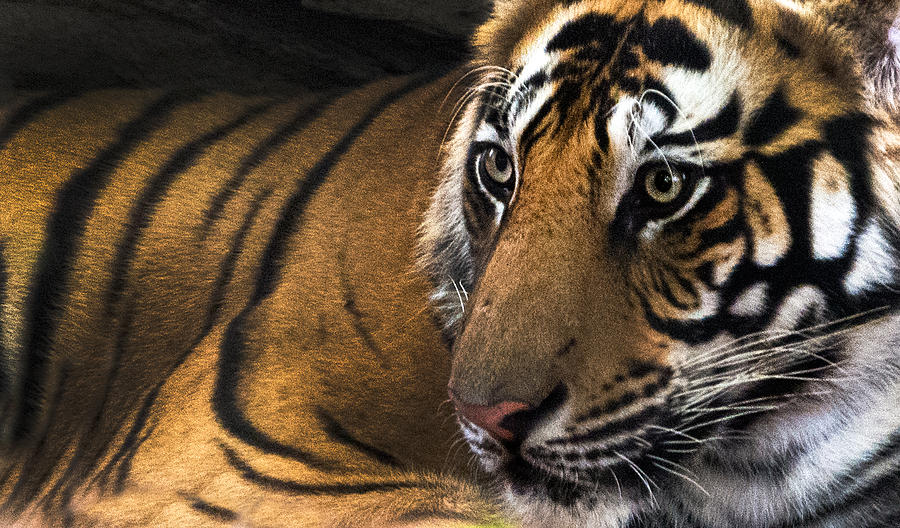 Nature Photograph - Bengal Tiger Panthera Tigris Tigris #13 by Panoramic Images