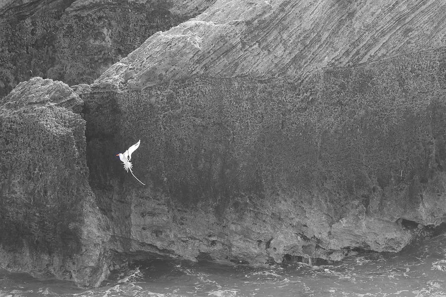 Bermuda Photograph by Paul James Bannerman Bermuda Photograph by Paul James Bannerman