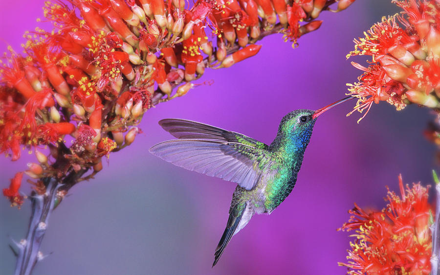 Hummingbird Photograph - Bird #13 by Mariel Mcmeeking