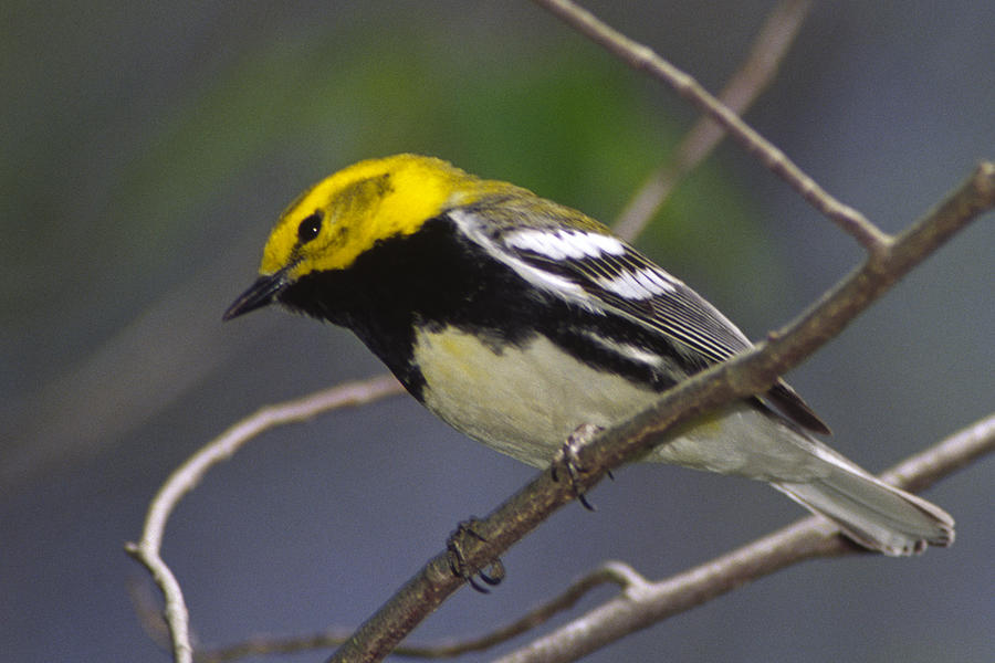 Black-throated Green Warbler on branch Photograph by Mark Wallner ...