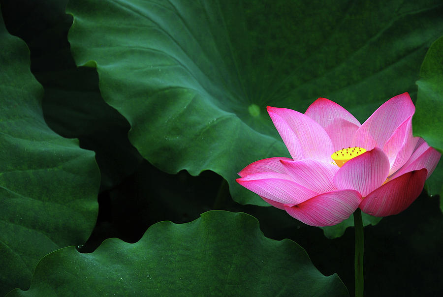 Blossoming lotus flower closeup #13 Photograph by Carl Ning