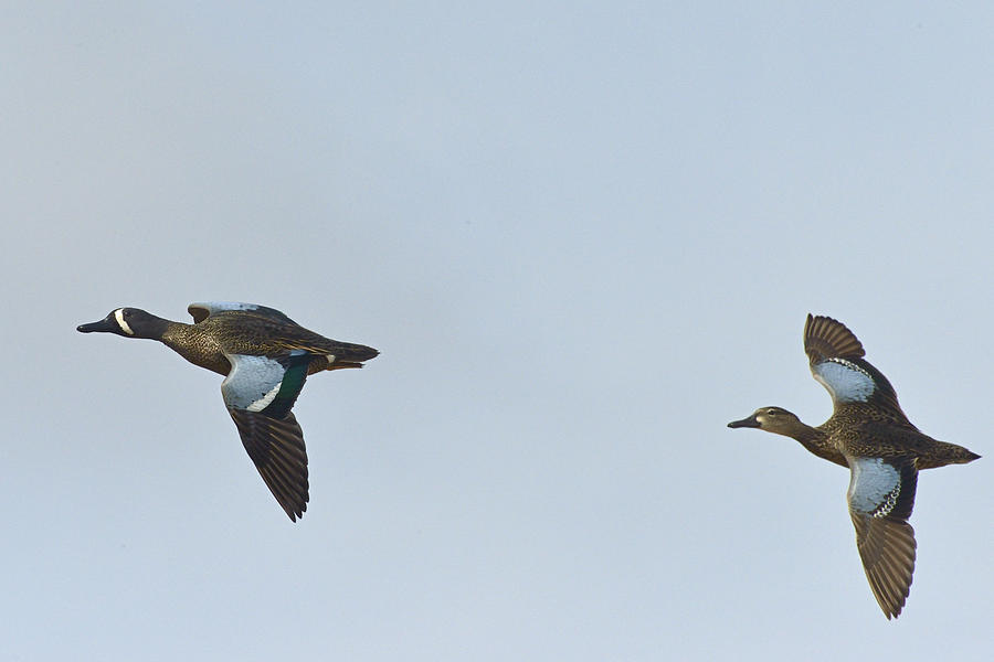 Nature Photograph - Blue-winged Teals fly by #13 by Mark Wallner