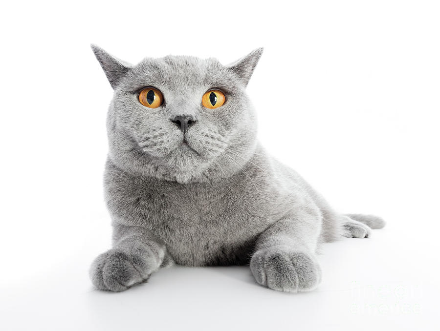 British Shorthair cat isolated on white. Lying #13 Photograph by Michal Bednarek