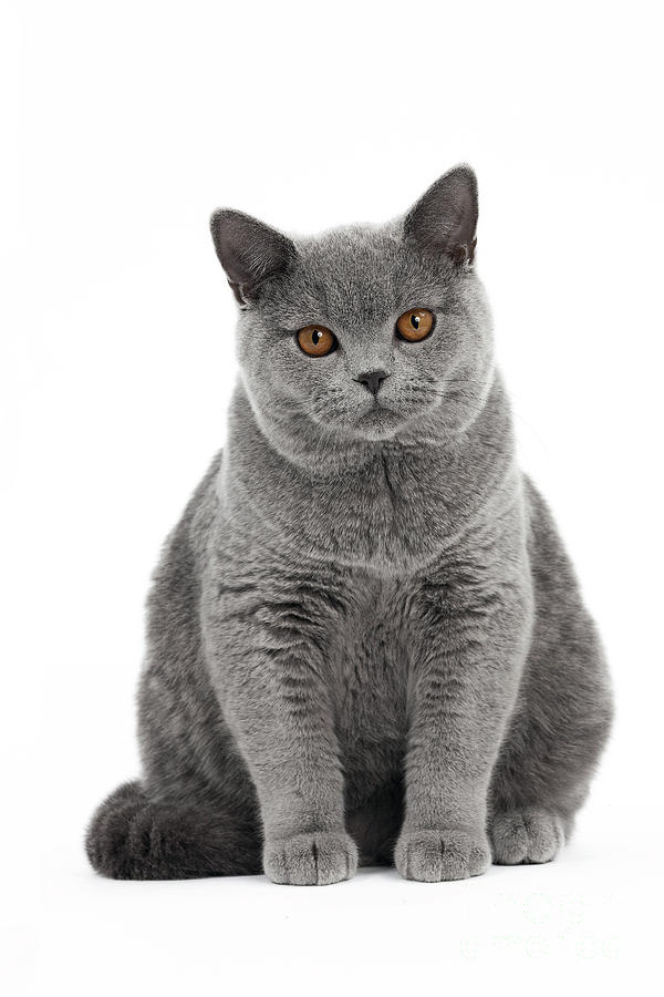 British Shorthair Kitten Photograph By Jean Michel Labat