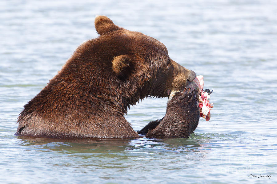 Brown Bear #13 Photograph by Steve Javorsky