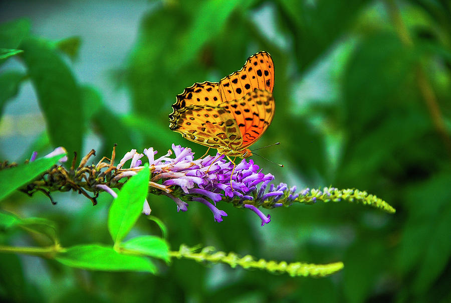 Butterfly and flower closeup #13 Photograph by Carl Ning
