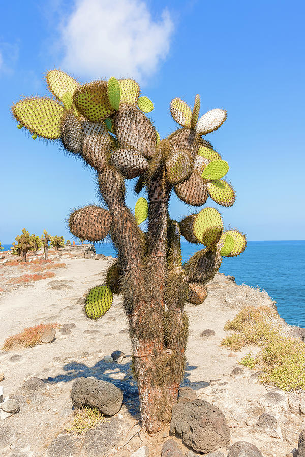 Cactus trees in Galapagos islands #13 Photograph by Marek Poplawski