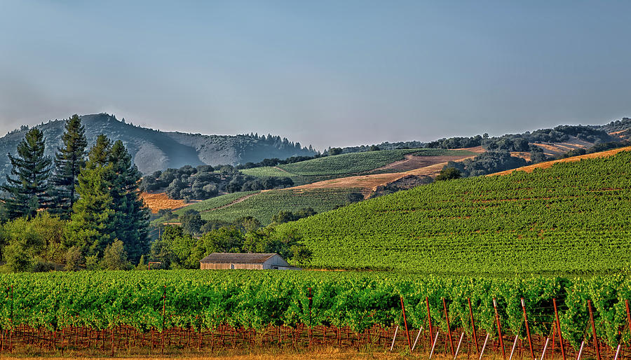 Grape Photograph - California Vineyard #13 by Mountain Dreams