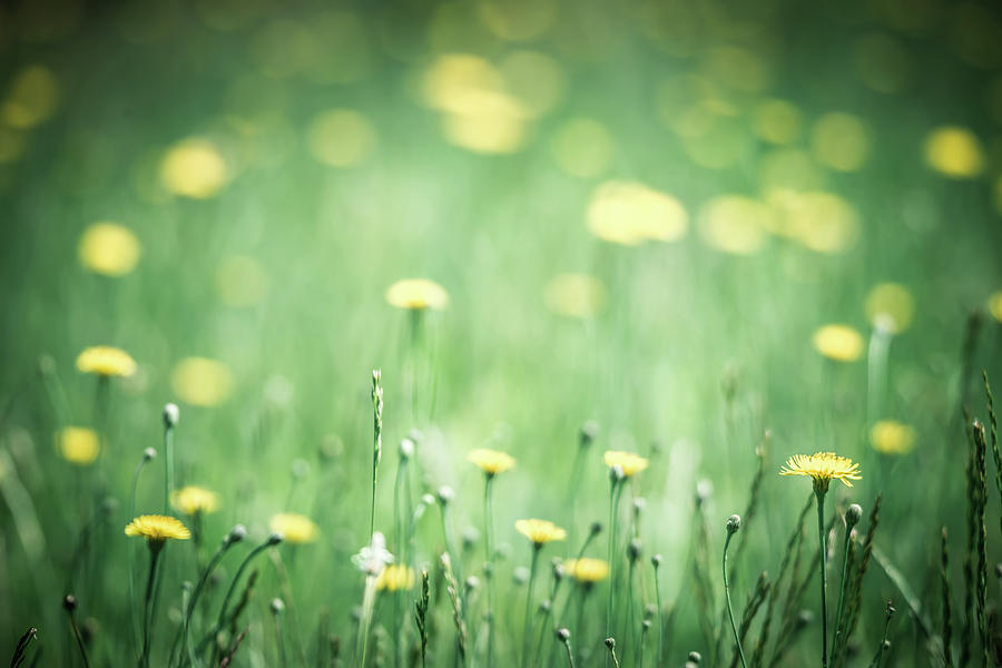 Daisy Flower Bloom On A Meadow In Summer #13 Photograph by Alex Grichenko