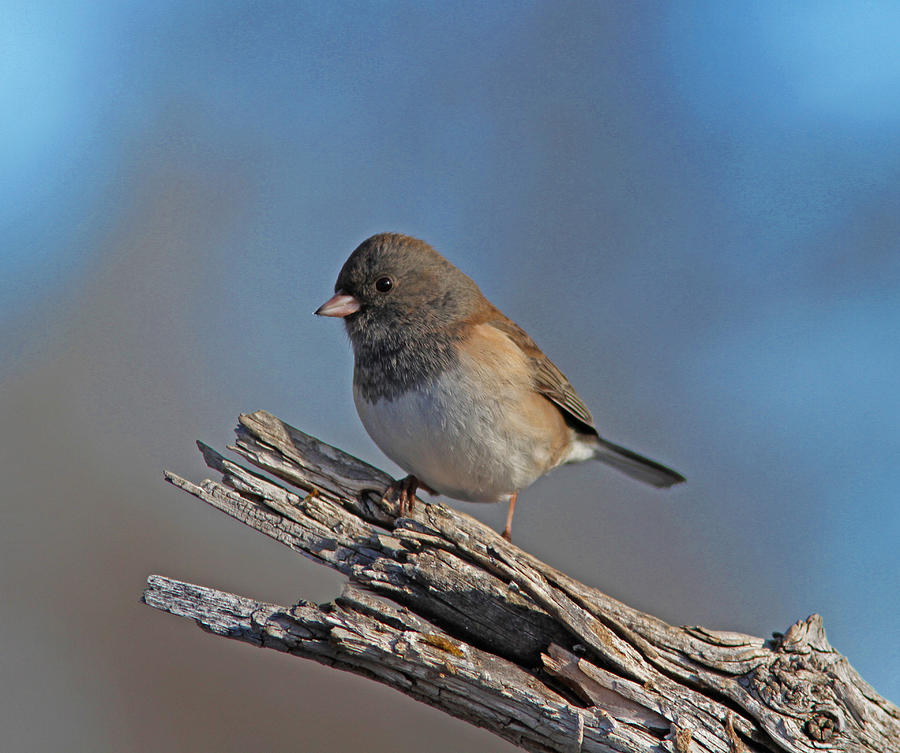 Dark-eyed Junco Photograph by Gary Wing | Pixels