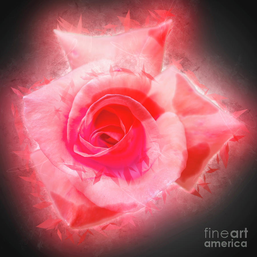 Digitally Enhanced Rose Flower Photograph