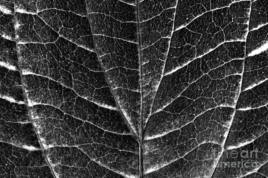 Dogwood Leaf Backlit #13 Photograph by Jim Corwin