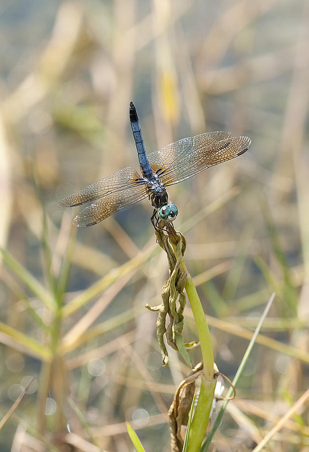 Dragonfly #13 Photograph by Gouzel -