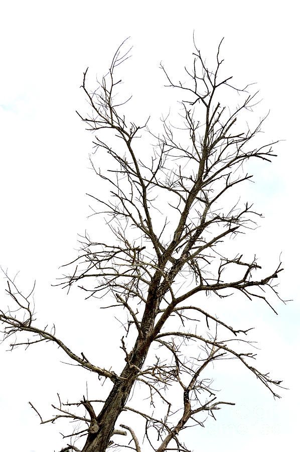 Dried Branches On A Big Tree Photograph