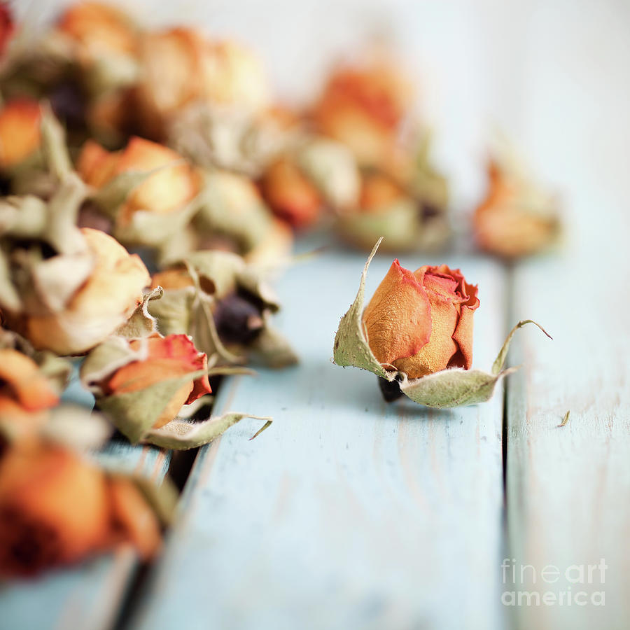 Dried roses #13 Photograph by Kati Finell
