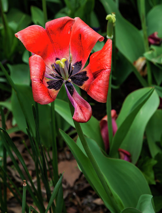 Dying Tulip #13 Photograph by Robert Ullmann