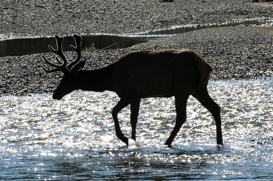 Elk Yellowstone USA #13 Photograph by Bob Savage