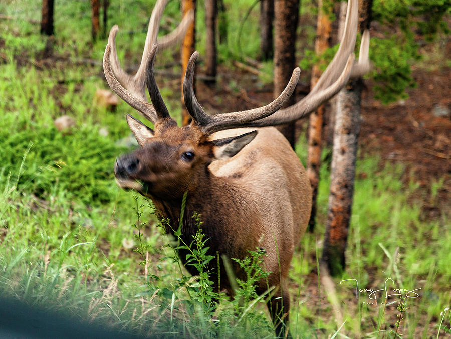 Elk Photograph - Estes Park, Colorado #13 by Tony Lopez