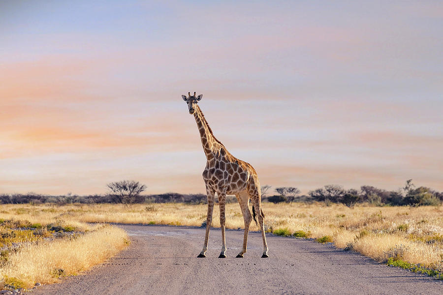 Wildlife Photograph - Etosha - Namibia #13 by Joana Kruse