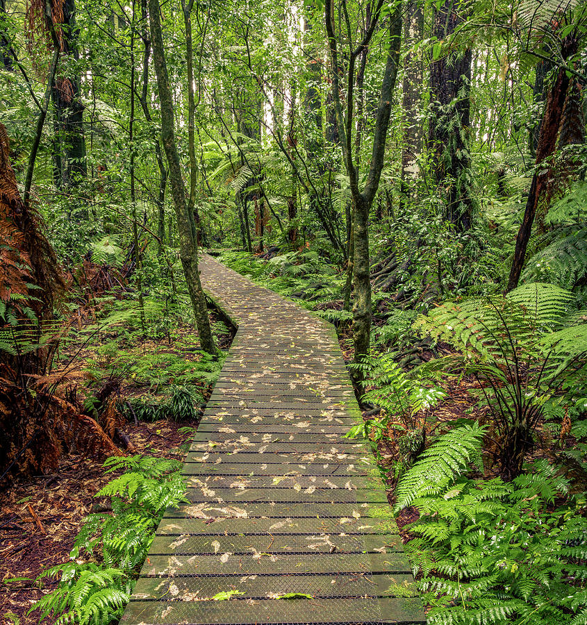Forest boardwalk 8 Photograph by Les Cunliffe
