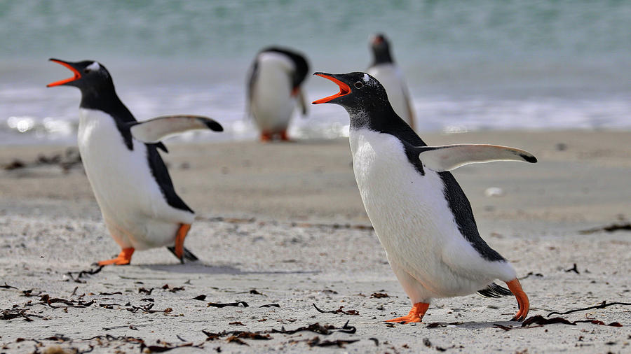 Gentoo Penguins Falkland Islands #13 Photograph by Paul James Bannerman