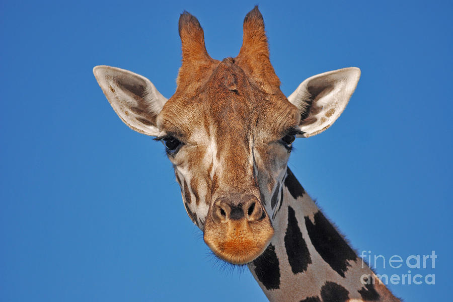 13- Giraffe Photograph by Joseph Keane