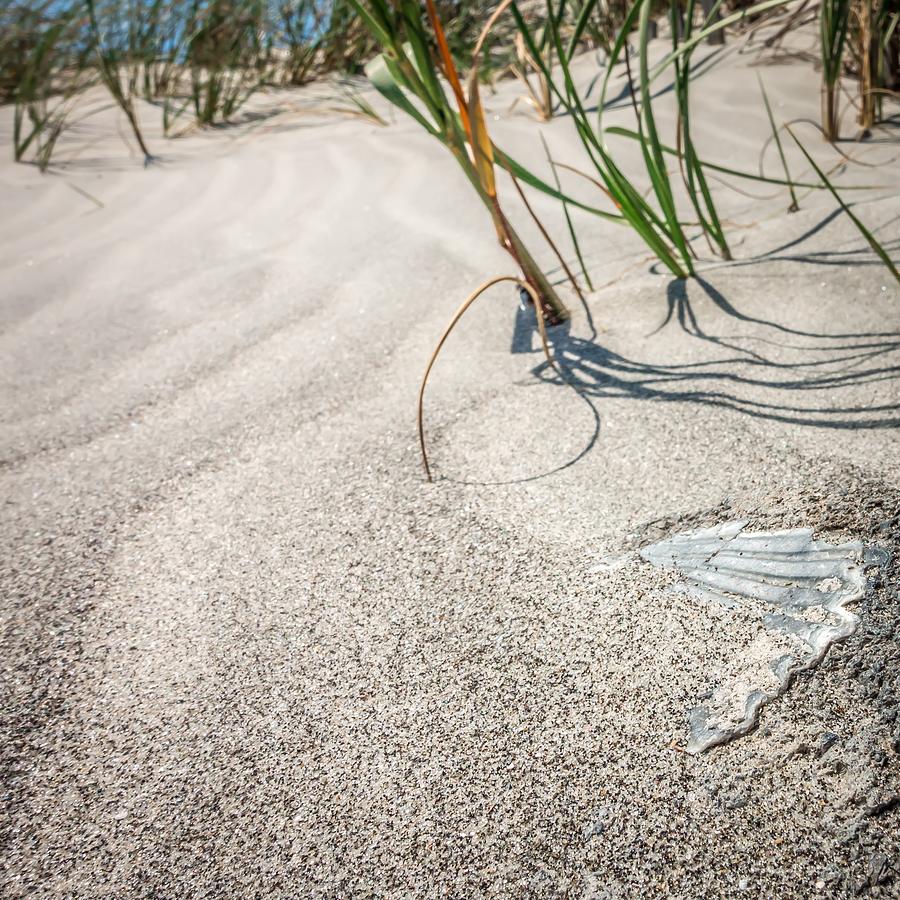 Grassy Windy Sand Dunes On The Beach #13 Photograph by Alex Grichenko