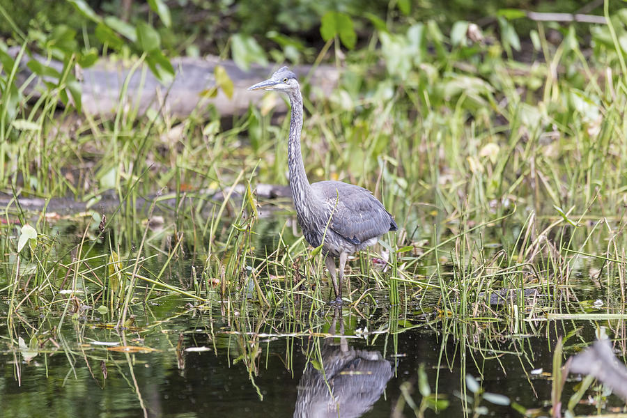 Great Blue Heron #13 Photograph by Josef Pittner