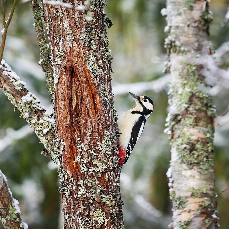 Great spotted woodpecker #13 Photograph by Jouko Lehto