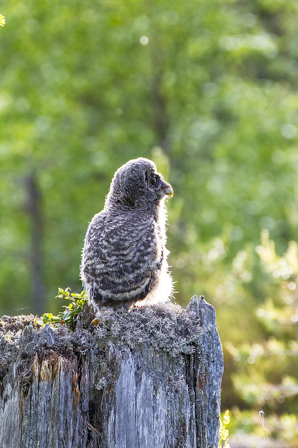 Owl Photograph - Grey Owl #13 by Borje Olsson