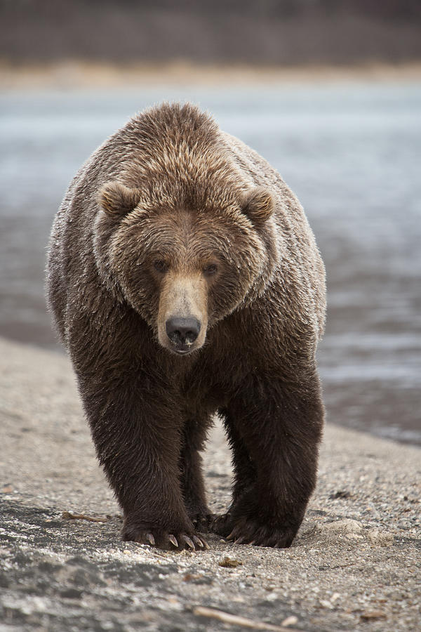 Katmai National Park Photograph - Grizzly Bear Ursus Arctos Horribilis #13 by Matthias Breiter
