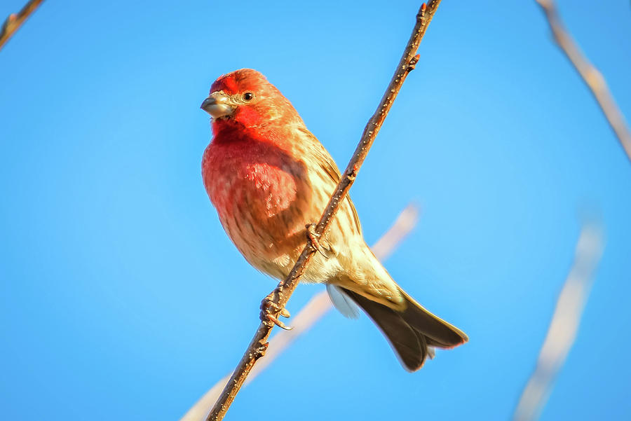 House Finch Tiny Bird Perched On A Tree #13 Photograph by Alex Grichenko