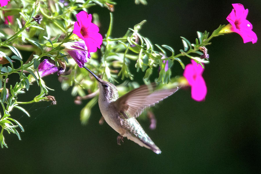 Hummingbird Found In Wild Nature On Sunny Day #13 Photograph by Alex Grichenko