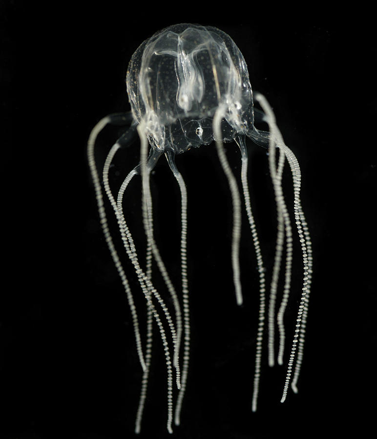 Animal Photograph - Jellyfish #13 by Mariel Mcmeeking