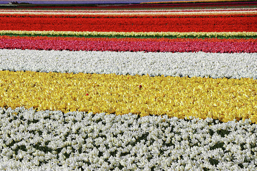 Keukenhof Lisse Tulips Holland Netherlands #13 Photograph by Paul James Bannerman