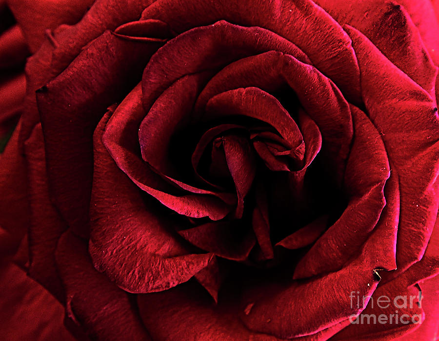 Macro Rose #13 Photograph by FineArtRoyal Joshua Mimbs
